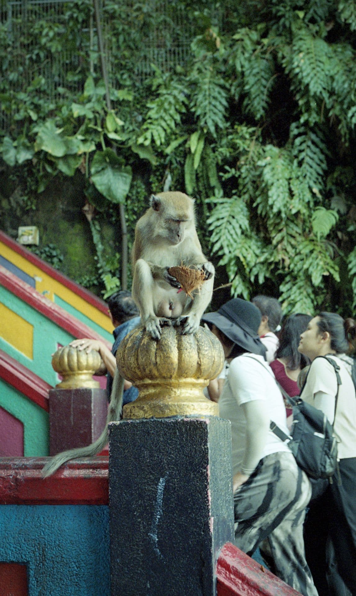 Monkey eating a coconut at the colorful stairs leading to Batu Caves near Kuala Lumpur Malaysia 35mm film photography
