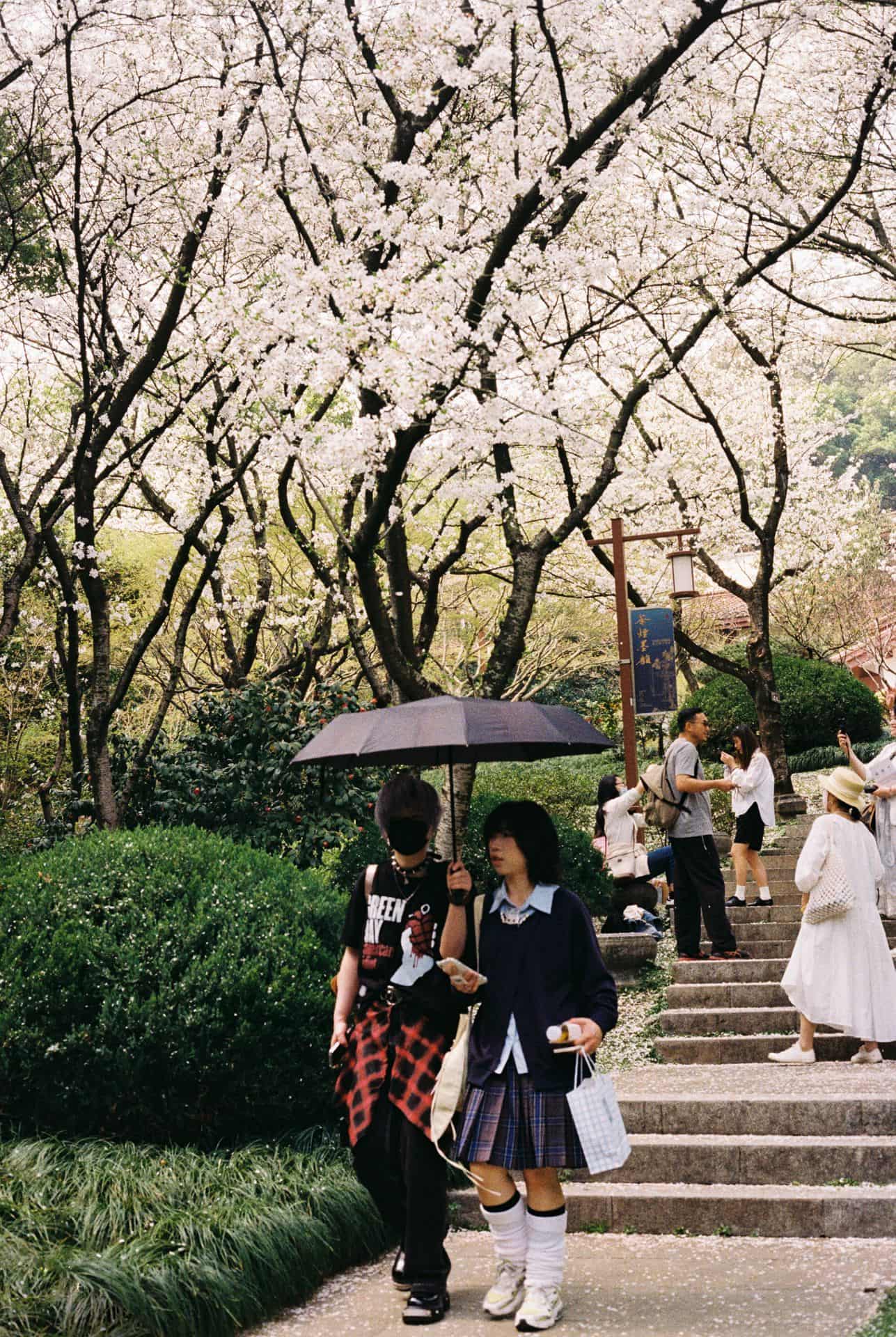 Teenage couple and cherry blossom in Hangzhou China 35mm film photography