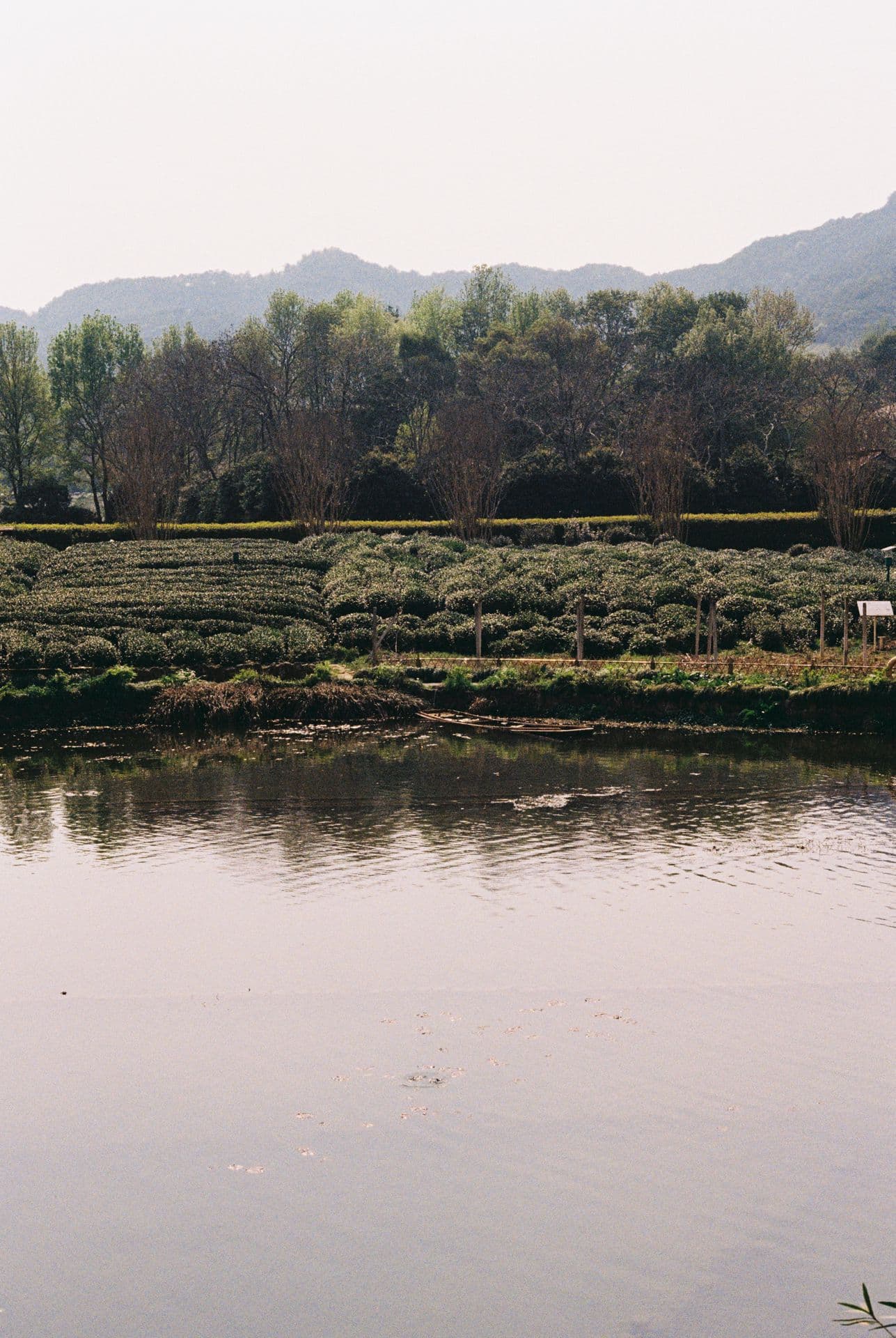 Tea plantation and a lake near Hangzhou China 35mm film photography