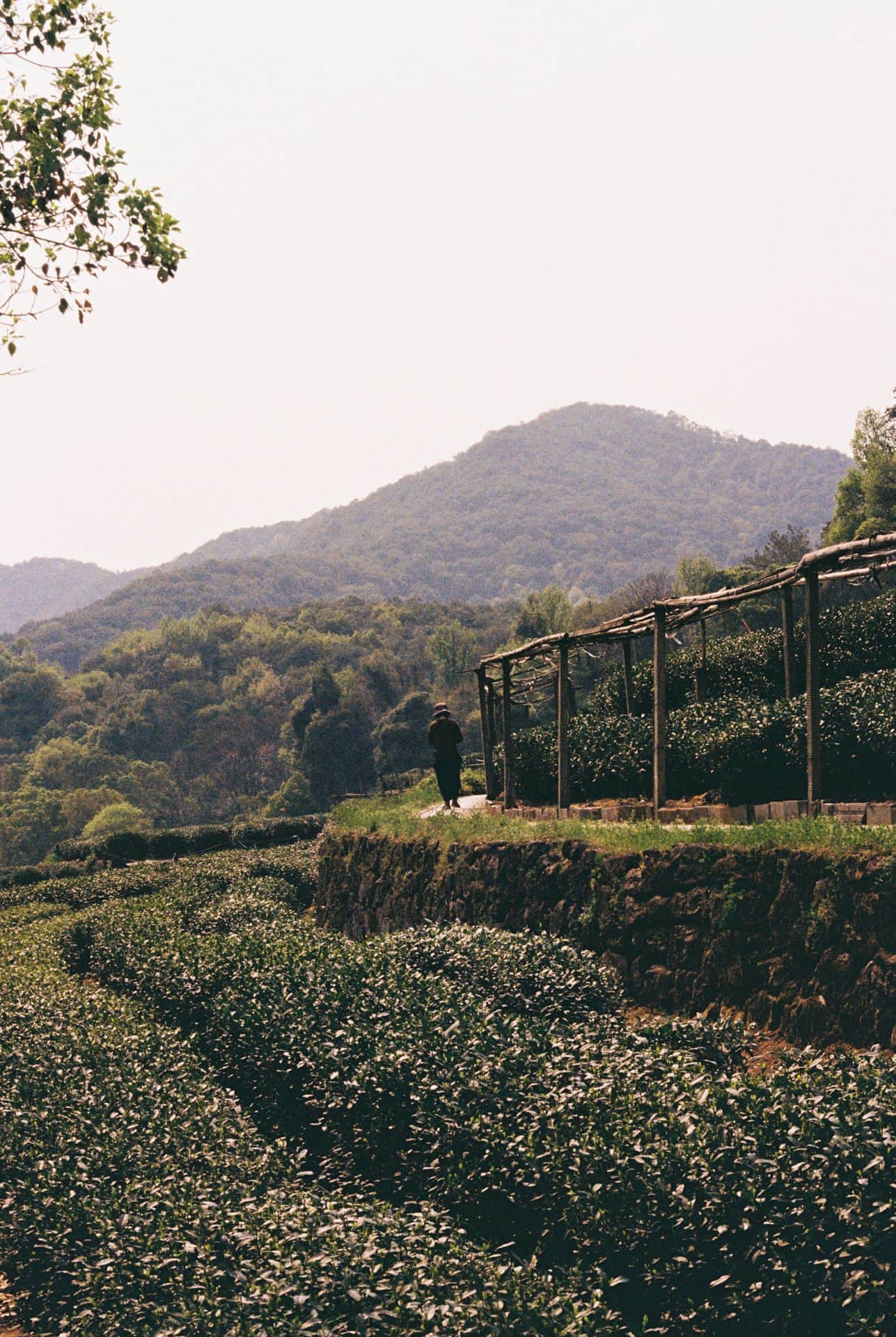 Tea plantation near Hangzhou China 35mm film photography