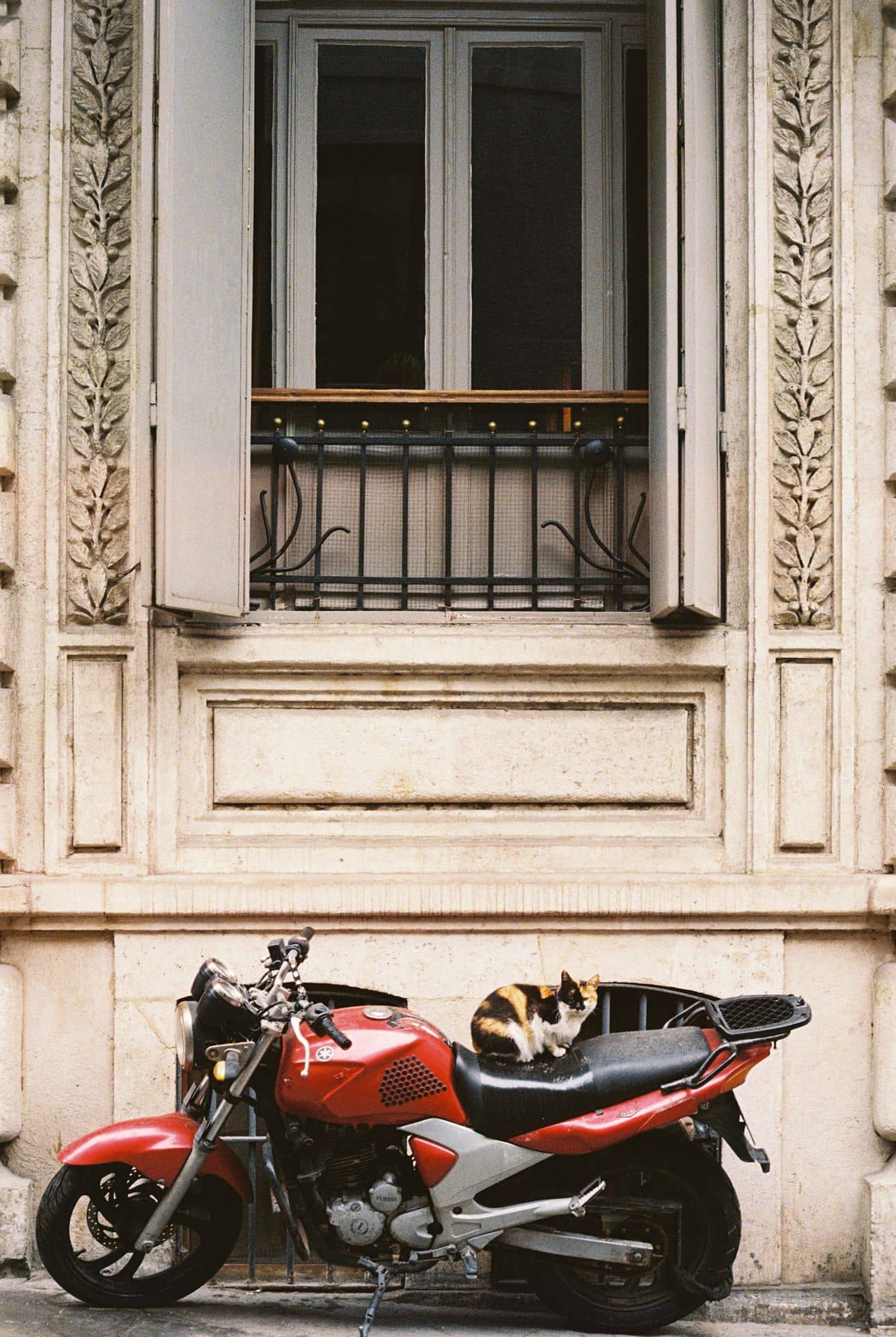 Street cat on a motorbike in Istanbul 35mm film photography