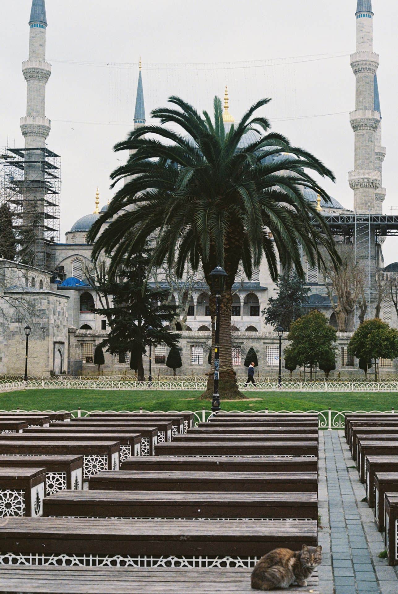 Palm tree and a cat in front of Blue Mosque in Istanbul 35mm film photography